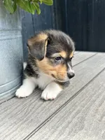 Molly, a female Pembroke Welsh Corgi for sale in Rock Valley, IA – 6 of 6