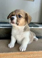 Muffin, a female Pembroke Welsh Corgi for sale in Rock Valley, IA – 2 of 4