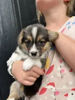 Maggie, a female Pembroke Welsh Corgi for sale in Rock Valley, IA – 2 of 4