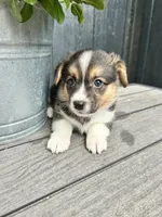 Maggie, a female Pembroke Welsh Corgi for sale in Rock Valley, IA – 4 of 4