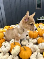 Milo, a male Pembroke Welsh Corgi for sale in Rock Valley, IA – 3 of 4