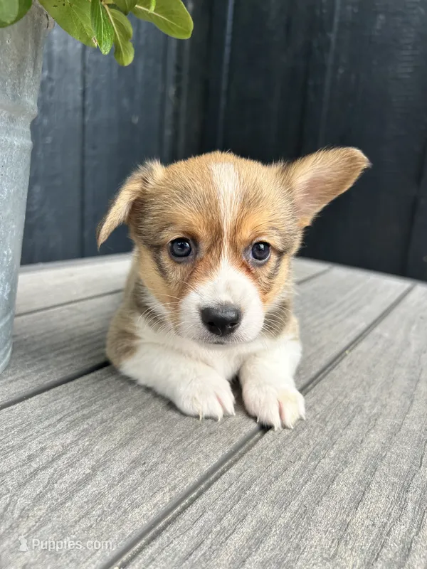 Mabel – Pembroke Welsh Corgi puppy on hold in Rock Valley, IA