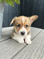 Mabel, a female Pembroke Welsh Corgi for sale in Rock Valley, IA – 1 of 4