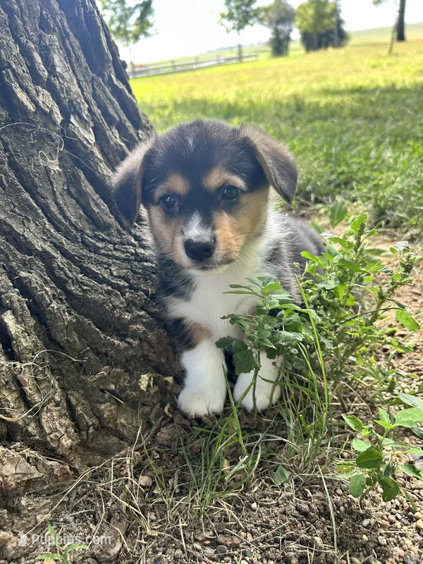 Molly – Pembroke Welsh Corgi puppy for sale in Rock Valley, IA