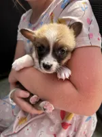 Mini, a male Pembroke Welsh Corgi for sale in Rock Valley, IA – 2 of 3