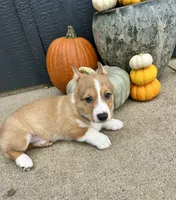 Milo, a male Pembroke Welsh Corgi for sale in Rock Valley, IA – 4 of 4