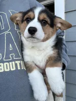 Fudge, a male Pembroke Welsh Corgi for sale in Rock Valley, IA – Photo 3 of 7