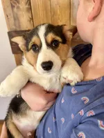 Fudge, a male Pembroke Welsh Corgi for sale in Rock Valley, IA – Photo 7 of 7