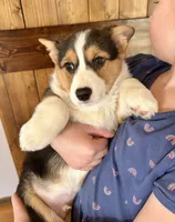 Fudge, a male Pembroke Welsh Corgi for sale in Rock Valley, IA – Photo 6 of 7