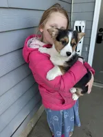 Fudge, a male Pembroke Welsh Corgi for sale in Rock Valley, IA – Photo 4 of 7