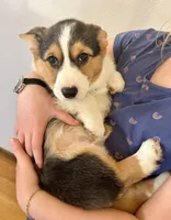 Fudge, a male Pembroke Welsh Corgi for sale in Rock Valley, IA – Photo 2 of 7