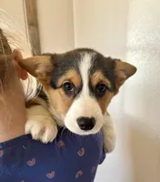 Fudge, a male Pembroke Welsh Corgi for sale in Rock Valley, IA – Photo 1 of 7