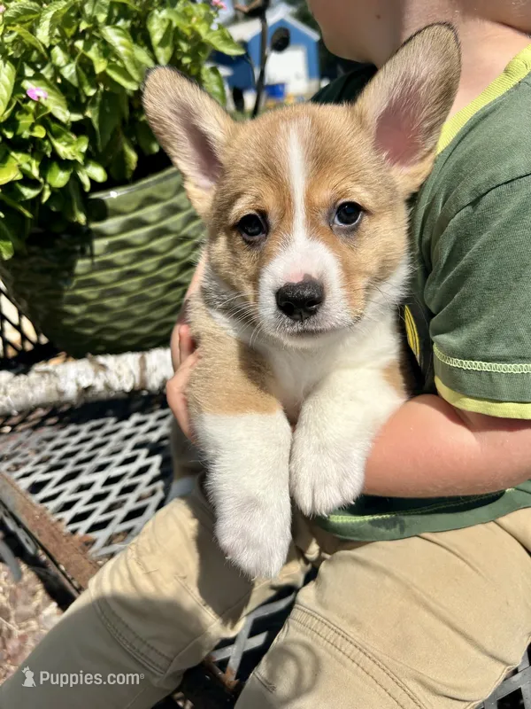 Milo – Pembroke Welsh Corgi puppy for sale in Rock Valley, IA