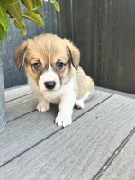 Muffin, a female Pembroke Welsh Corgi for sale in Rock Valley, IA – 3 of 7