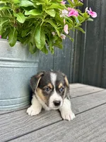 Max, a male Pembroke Welsh Corgi for sale in Rock Valley, IA – 4 of 5