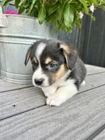 Max, a male Pembroke Welsh Corgi for sale in Rock Valley, IA – 5 of 5