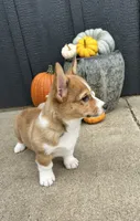 Milo, a male Pembroke Welsh Corgi for sale in Rock Valley, IA – 2 of 4