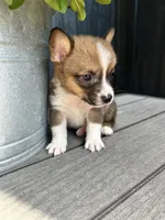 Mini, a male Pembroke Welsh Corgi for sale in Rock Valley, IA – 3 of 3
