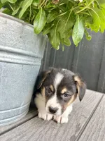 Max, a male Pembroke Welsh Corgi for sale in Rock Valley, IA – 2 of 5