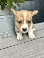 Milo, a male Pembroke Welsh Corgi for sale in Rock Valley, IA – 5 of 6