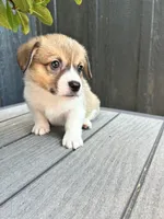 Muffin, a female Pembroke Welsh Corgi for sale in Rock Valley, IA – 6 of 7