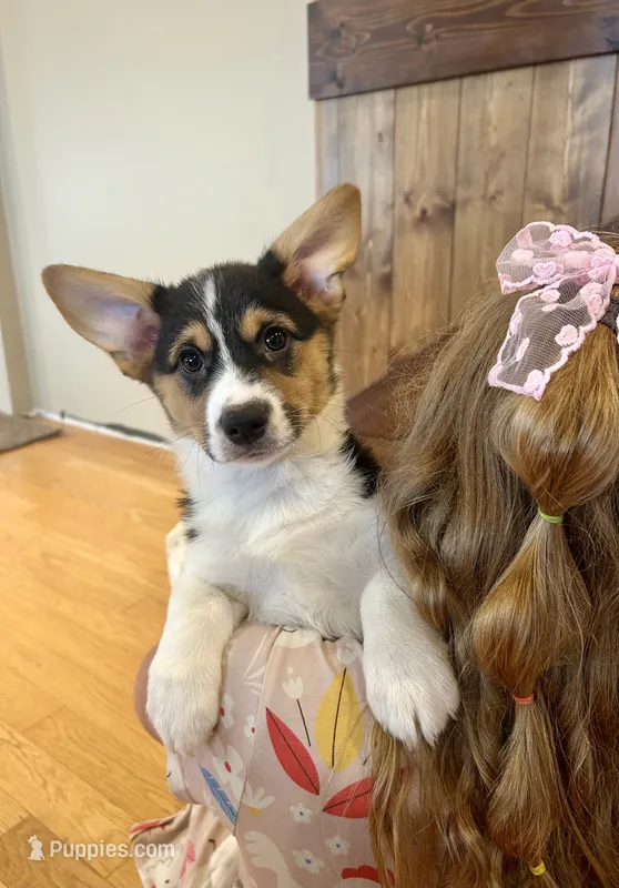 Max – Pembroke Welsh Corgi puppy for sale in Rock Valley, IA