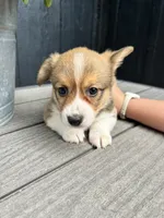 Mabel, a female Pembroke Welsh Corgi for sale in Rock Valley, IA – 4 of 4