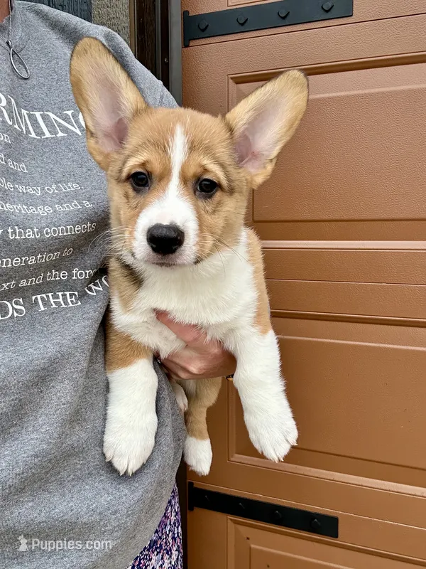 Milo – Pembroke Welsh Corgi puppy for sale in Rock Valley, IA