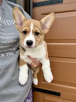 Milo, a male Pembroke Welsh Corgi for sale in Rock Valley, IA – 1 of 4