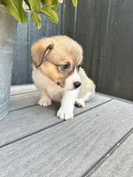 Muffin, a female Pembroke Welsh Corgi for sale in Rock Valley, IA – 4 of 7