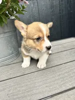 Milo, a male Pembroke Welsh Corgi for sale in Rock Valley, IA – 6 of 6
