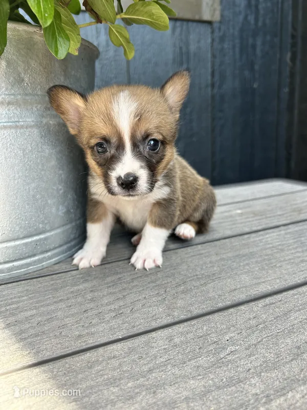 Mini – Pembroke Welsh Corgi puppy on hold in Rock Valley, IA