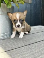 Mini, a male Pembroke Welsh Corgi for sale in Rock Valley, IA – 1 of 3