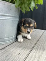Molly, a female Pembroke Welsh Corgi for sale in Rock Valley, IA – 4 of 6