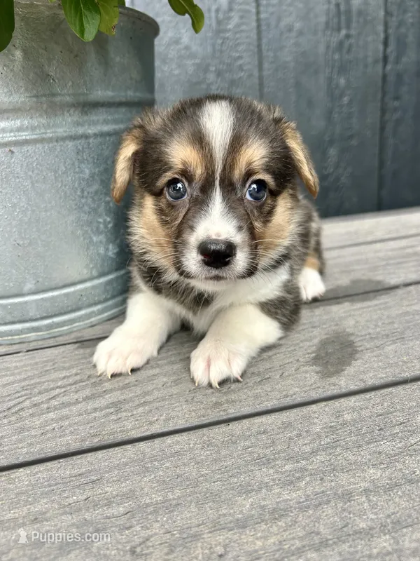 Maggie – Pembroke Welsh Corgi puppy for sale in Rock Valley, IA
