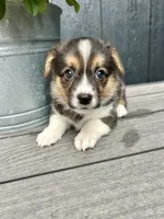 Maggie, a female Pembroke Welsh Corgi for sale in Rock Valley, IA – 1 of 4