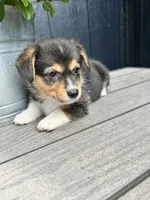 Molly, a female Pembroke Welsh Corgi for sale in Rock Valley, IA – 3 of 6
