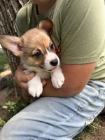 Muffin, a female Pembroke Welsh Corgi for sale in Rock Valley, IA – 3 of 4