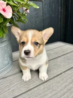 Milo, a male Pembroke Welsh Corgi for sale in Rock Valley, IA – 4 of 6