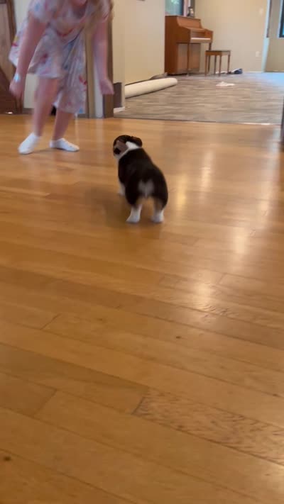 Max, a male Pembroke Welsh Corgi for sale in Rock Valley, IA – 3 of 3