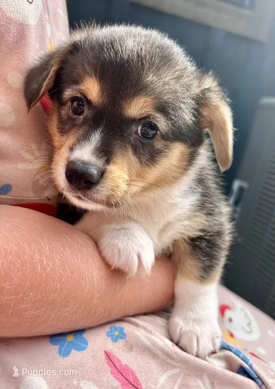 Molly – Pembroke Welsh Corgi puppy for sale in Rock Valley, IA