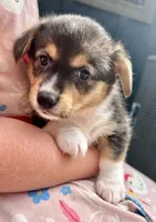 Molly, a female Pembroke Welsh Corgi for sale in Rock Valley, IA – 1 of 6