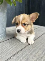 Mabel, a female Pembroke Welsh Corgi for sale in Rock Valley, IA – 2 of 4