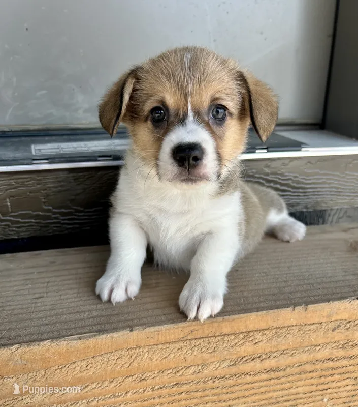 Muffin – Pembroke Welsh Corgi puppy for sale in Rock Valley, IA