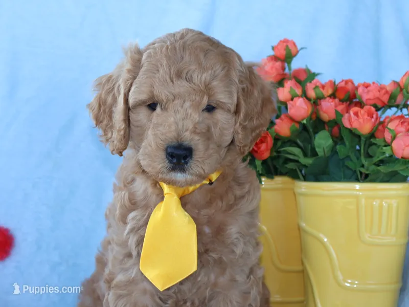 Billy boy – Miniature Goldendoodle puppy for sale in Girard, KS
