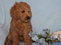 Billy boy, a male Miniature Goldendoodle for sale in Girard, KS – 2 of 6