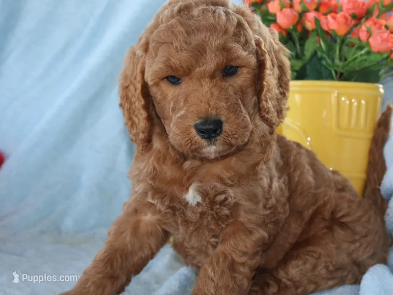 Jack – Miniature Goldendoodle puppy for sale in Girard, KS