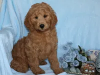 Henry, a male Miniature Goldendoodle for sale in Girard, KS – 3 of 6