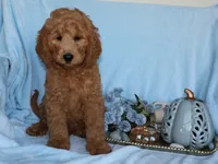 Henry, a male Miniature Goldendoodle for sale in Girard, KS – 4 of 6