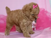 Sofie, a female Poodle - Toy  for sale in Girard, KS – 5 of 6